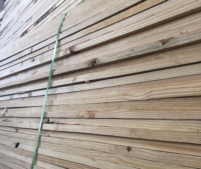 平远巴西松